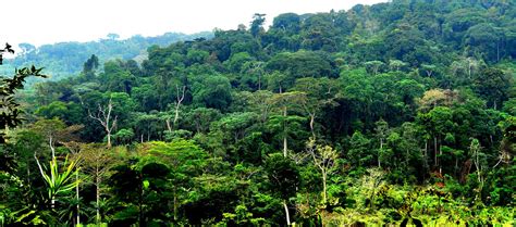 congo basin rainforest facts